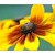 Rudbeckia