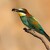 Merops apiaster