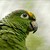 Amazoňan oranžovokřídlý (Amazona amazonica)