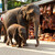 sloni na nákupu