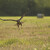 Káně lesní - Buteo buteo