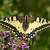 Papilio machon