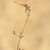 Vážka jarní  ( Sympetrum fonscolombii )