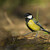 Sýkorka veľká (Parus major)