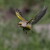 Carduelis chloris