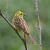 Emberiza citrinella