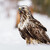 Buteo lagopus / kane rousna