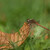 Vážka žíhaná - samec