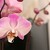 Orchidee 3