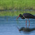 Bocian čierny (Ciconia nigra)