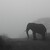 :) elephant in the mist...