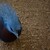 Zvědavý modrý pták