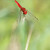 Vážka červená (Crocothemis erythraea)