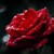 Red rose