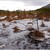 Swamp