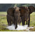 Sloni pralesní