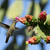 Kolibřík v akci