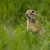 Sysel obecný (Spermophilus citellus)