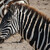 Zebra (kráter Ngorongoro - Tanzánia)