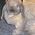 Garpice