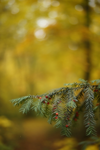 Sony a7, clona F0.95, 1/125 s , ISO 100, kom. exp. 0, WB Ruční