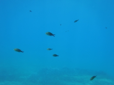 F3.9, 1/240 s, ISO: 100, f= (35mm ekv.), Vyrovn?n? b?l?: Automatick? 