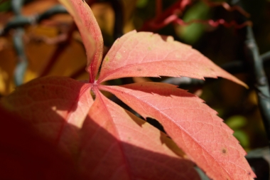 Sony DSC-RX10M3, F4.0, 1/1000 s, ISO: 100, komp. exp. 0, WB Automatické, RAW v C1 | (c) Jakub Súkeník Sony DSC-RX10M3, F4.0, 1/1000 s, ISO: 100, komp. exp. 0, WB Automatick?, RAW v C1