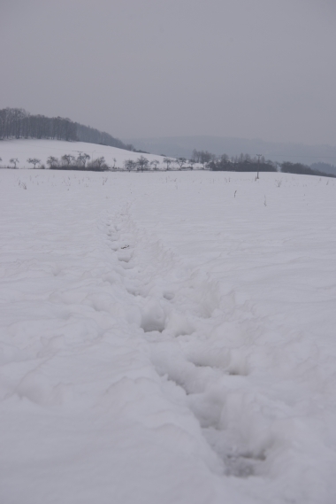 24.0-70.0 mm f/2.8, NIKON D610, 52.00 mm, 8.0, 200, 1/160 s, WB Automatické | (c) Jan Pánek