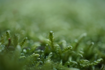 ISO: 100, 1/125 s, F3.5, objektiv E 30mm F3.5 Macro při 30.00 mm | © Petr Koritina ISO: 100, 1/125 s, F3.5, objektiv E 30mm F3.5 Macro p?i 30.00 mm