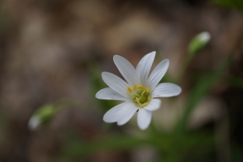 ISO: 100, 1/250 s, F3.5, objektiv E 30mm F3.5 Macro při 30.00 mm | © Petr Koritina ISO: 100, 1/250 s, F3.5, objektiv E 30mm F3.5 Macro p?i 30.00 mm