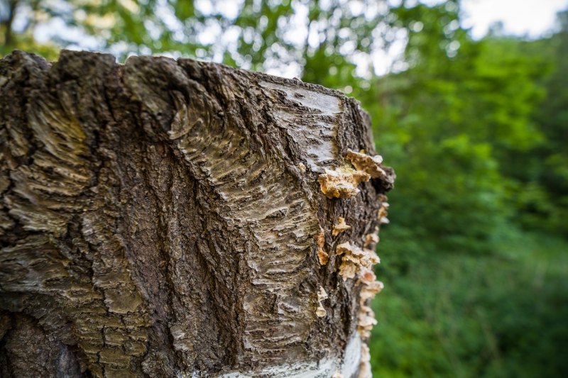 Canon EOS-1Ds Mark III, 14mm, 14.00 mm, F2.5, ISO 200, 1/80 s, komp. exp. -2/3, Blesk: Ne, RAW v Adobe Photoshop Elements 14.0 (Windows) | © Jakub Súkeník Canon EOS-1Ds Mark III, 14mm, 14.00 mm, F2.5, ISO 200, 1/80 s, komp. exp. -2/3, Blesk: Ne, RAW v Adobe Photoshop Elements 14.0 (Windows)