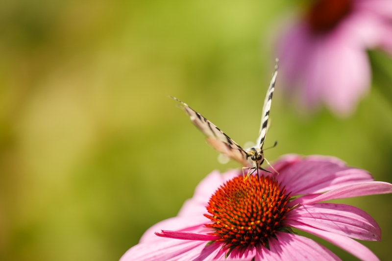 Canon EOS-1Ds Mark III, 135mm, 135.00 mm, F2.0, ISO 100, 1/1250 s, komp. exp. +2/3, Blesk: Ne, RAW v Adobe Photoshop Elements 14.0 (Windows) �