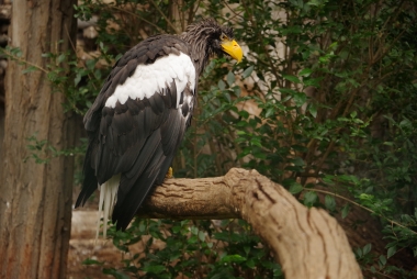 HD Pentax 28-105/3.5-5.6, PENTAX K-1         , , F5.6, ISO 1600, 1/500 s, komp. exp. -1, Blesk: Ne, JPEG