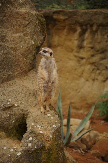 HD Pentax 28-105/3.5-5.6, PENTAX K-1         , , F5.6, ISO 250, 1/125 s, komp. exp. 0, Blesk: Ne, JPEG