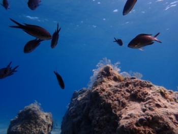 ISO 100, 1/1000 s, F2.8, f=25 mm (35 mm ekv.)