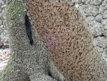 ISO 1600, 1/25 s, F4.9, f=100 mm (35 mm ekv.)