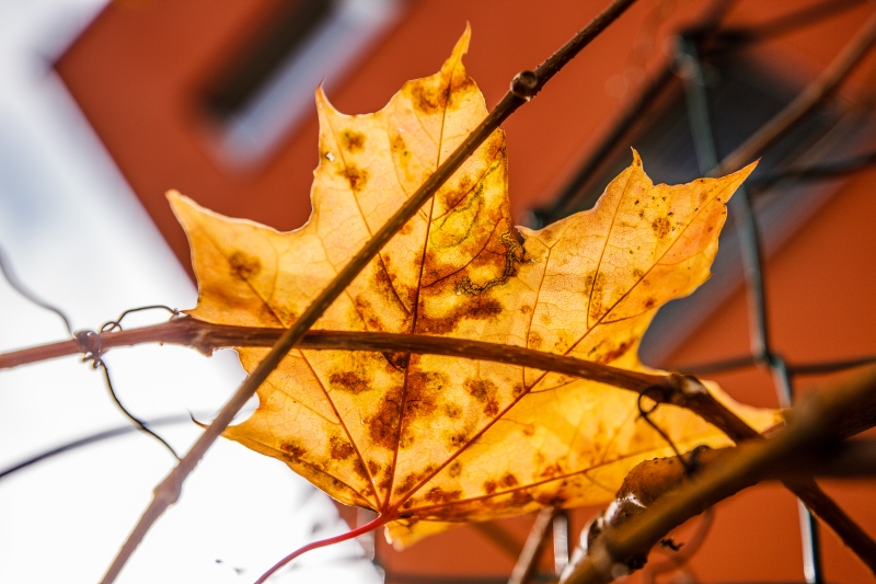 Objektiv: TAMRON SP 15-30mm F/2.8 Di VC USD A012, Canon EOS-1Ds Mark III, F2.8, ISO 100, 1/640 s, komp. exp. +2/3, Blesk: Ne, RAW v ACR