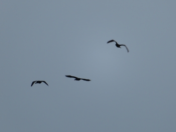 Canon PowerShot SX730 HS, Ohniskov? vzd?lenost: 172.00 mm, Clona: f/6.9, ?as: 1/200 s, ISO: 125, Kompenzace expozice: 0, Vyrovn?n? b?l?: Automatick?  