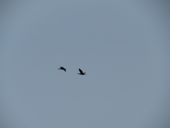 Canon PowerShot SX730 HS, Ohniskov? vzd?lenost: 55.79 mm, Clona: f/5.6, ?as: 1/200 s, ISO: 80, Kompenzace expozice: 0, Vyrovn?n? b?l?: Automatick?  