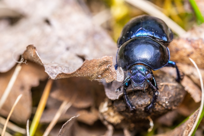 ILCE-7M3, Pentax 645 A 120/4 Macro, F?, ISO 100, 1/160 s, komp. exp. 0, RAW v ACR