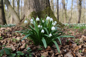 Canon EOS RP, Objektiv: RF35mm F1.8 MACRO IS STM, Ohnisková vzdálenost: 35.00 mm, Clona: 6.3, Čas: 1/80 s, ISO: 100, Kompenzace expozice: -2/3, Vyrovnání b | © Petr Koritina Canon EOS RP, Objektiv: RF35mm F1.8 MACRO IS STM, Ohnisková vzdálenost: 35.00 mm, Clona: 6.3, Čas: 1/80 s, ISO: 100, Kompenzace expozice: -2/3, Vyrovnání b