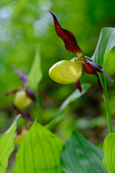 Fujifilm X-T3, 50.50 mm, Clona: 4.0, Čas: 1/75 s, ISO: 200, +1/3 EV, WB: Automatické, Objektiv: XF18-55mmF2.8-4 R LM OIS | © Petr Koritina Fujifilm X-T3, 50.50 mm, Clona: 4.0, ?as: 1/75 s, ISO: 200, +1/3 EV, WB: Automatick?, Objektiv: XF18-55mmF2.8-4 R LM OIS�