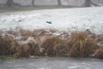 Sony Alpha7R IV, , f=200.00 mm, Clona: 4.0, Čas: 1/250 s, ISO: 1250, 1.30 EV, WB: Automatické | © Petr Koritina | www.fotoaparat.cz Sony Alpha7R IV, , f=200.00 mm, Clona: 4.0, ?as: 1/250 s, ISO: 1250, 1.30 EV, WB: Automatick?