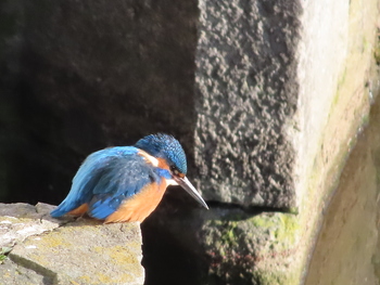 Canon PowerShot Zoom, f=55.50 mm, Clona: 6.3, Doba expozice: 1/500 s, ISO: 400 | © Petr Koritina | www.fotoaparat.cz Canon PowerShot Zoom, f=55.50 mm, Clona: 6.3, Doba expozice: 1/500 s, ISO: 400