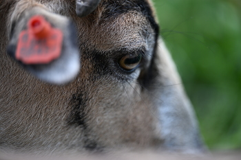 Nikon Z9, f=200.00 mm, Clona: 2.8, Doba expozice: 1/200 s, ISO: 250, 0 EV , Vyrovn?n? b?l?: Automatick?,  Objektiv: NIKKOR Z 70-200mm f/2.8 VR S 