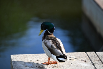 Nikon Z9, f=200.00 mm, Clona: 2.8, Doba expozice: 1/500 s, ISO: 100, 0 EV , Vyrovn?n? b?l?: Automatick?,  Objektiv: NIKKOR Z 70-200mm f/2.8 VR S 