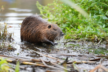 Sony A9iii, f=200.00 mm, Clona: 4.5, Doba expozice: 1/100 s, ISO: 500, Vyrovn?n? b?l?: Automatick?, Objektiv: FE 70-200mm F2.8 GM OSS II 