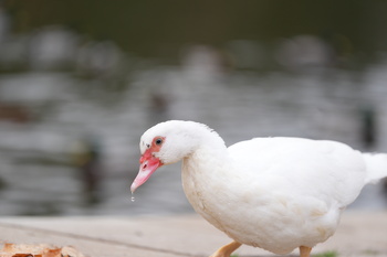 Sony A9iii, f=200.00 mm, Clona: 3.2, Doba expozice: 1/320 s, ISO: 250, Vyrovn?n? b?l?: Automatick?, Objektiv: FE 70-200mm F2.8 GM OSS II 