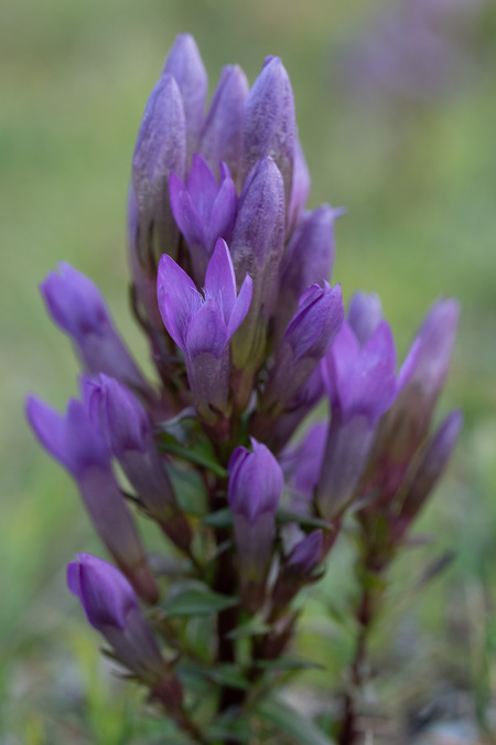 Andrej Macenauer | All rights reserved