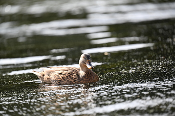 Nikon Z5II, f=200.00 mm, Clona: 3.2, Doba expozice: 1/640 s, ISO: 100